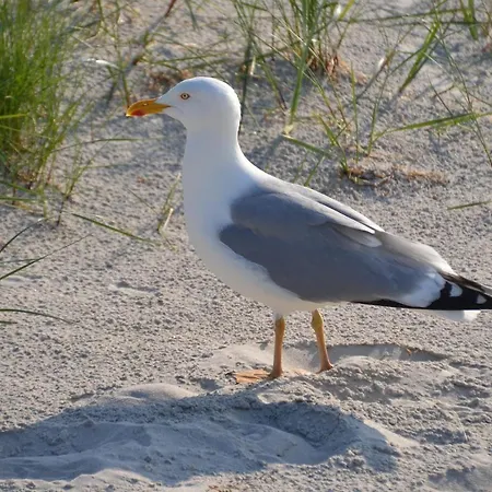 Apartamento Birkenstr_21 C _strandtraum_ Zingst